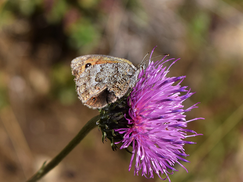 Nymphalidae: Erebia nivalis o tyntarus?... Erebia cassioides